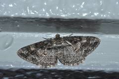 Pseuderannis lomozemia