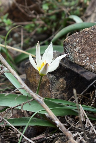 Tulipa turkestanica, photograph 4