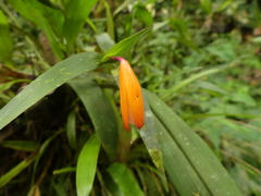 Sobralia crocea