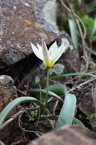 Tulipa turkestanica, photograph 5