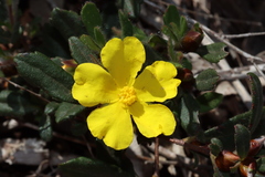 Hibbertia ovata