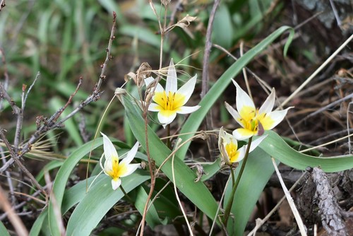 Tulipa turkestanica, photograph 6