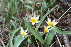 Tulipa turkestanica