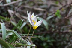 Tulipa turkestanica