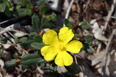 Hibbertia ovata