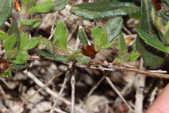 Hibbertia ovata