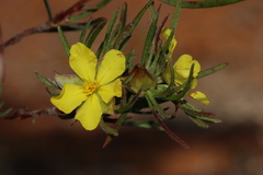 Hibbertia huegelii
