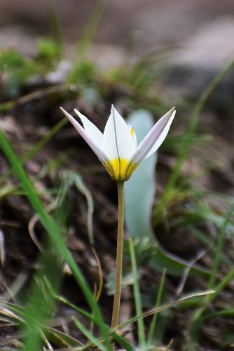 Tulipa turkestanica, photograph 3