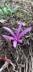 Colchicum bulbocodium