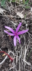 Colchicum bulbocodium