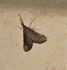 Piletocera macroperalis