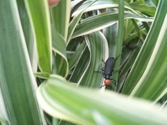 Epicauta hirticornis