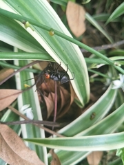 Epicauta hirticornis