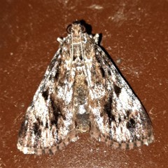 Salma cinerascens