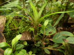 Stelis hirtzii