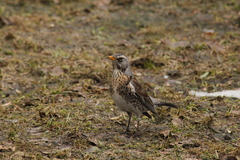 Turdus pilaris
