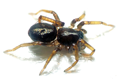 Disnyssus
