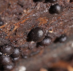 Xylaria tuberiformis