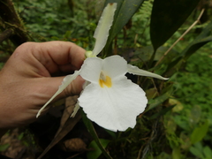 Trichopilia fragrans
