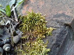Brachythecium rutabulum