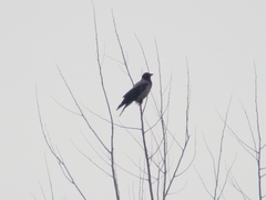 Corvus cornix