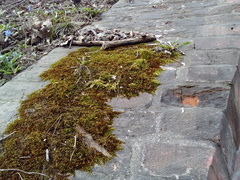 Brachythecium rutabulum