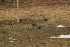 Sturnus vulgaris