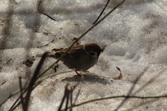 Passer montanus