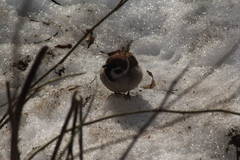 Passer montanus