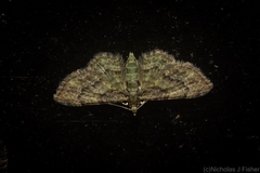 Chloroclystis mniochroa