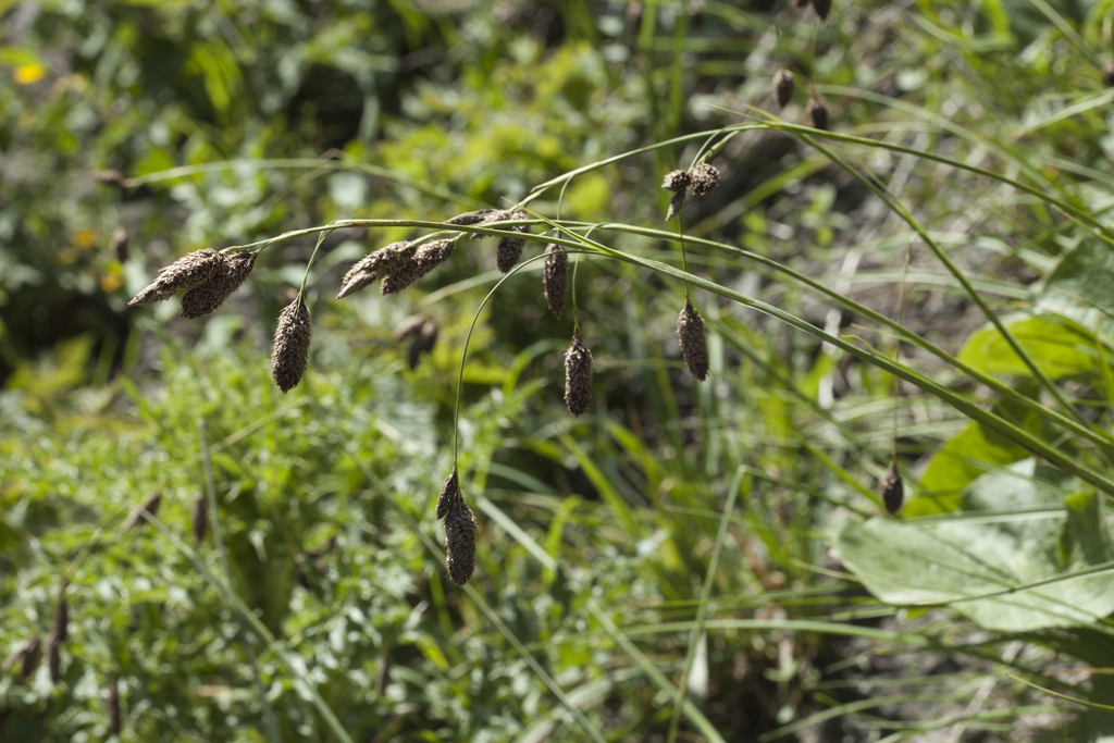 Carex nivalis