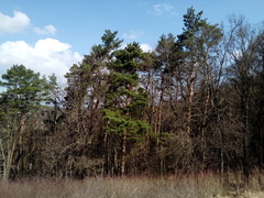 Pinus sylvestris