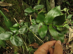 Epidendrum weerakitianum