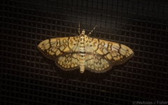 Haritalodes obliqualis