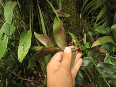 Epidendrum weerakitianum