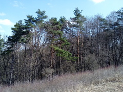 Pinus sylvestris