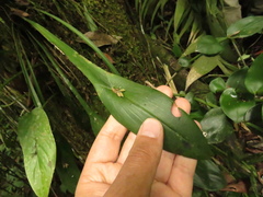 Acianthera sicaria