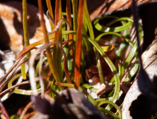 Little curlygrass fern (Schizaea pusilla)