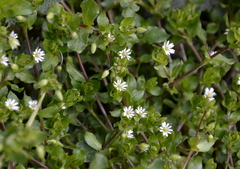 Stellaria neglecta