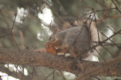 Sciurus vulgaris
