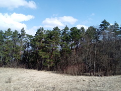Pinus sylvestris