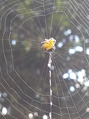 Gasteracantha cancriformis