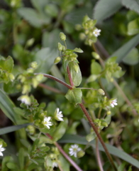 Stellaria neglecta