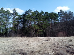 Pinus sylvestris