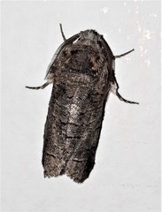 Macrocyttara expressa