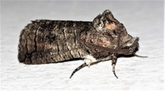 Macrocyttara expressa