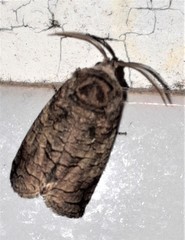 Macrocyttara expressa