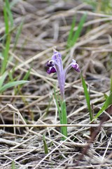 Iris kolpakowskiana