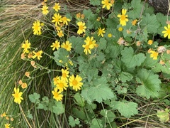 Cineraria dieterlenii