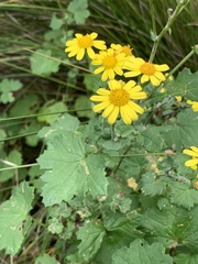 Cineraria dieterlenii